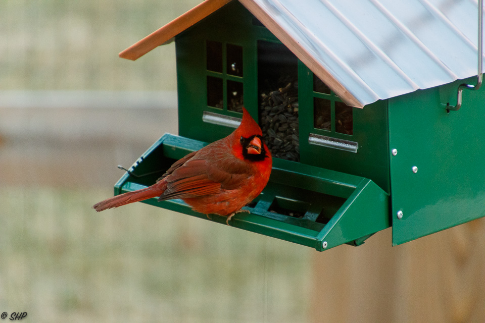 Cardinal at feeder ©SHP 2018-0717.jpg