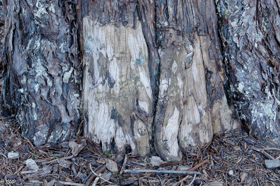 Cedar Tree feet ©SHP 2018-0027.jpg