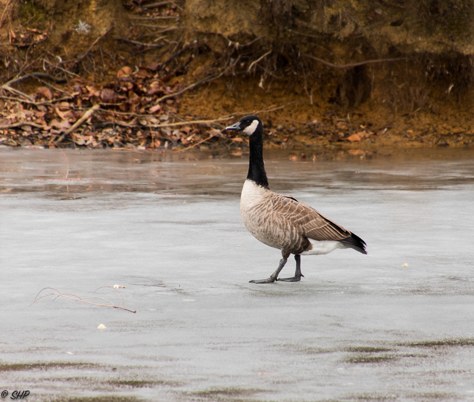 Goose on frozen pond ©SHP 2018-0056.jpg