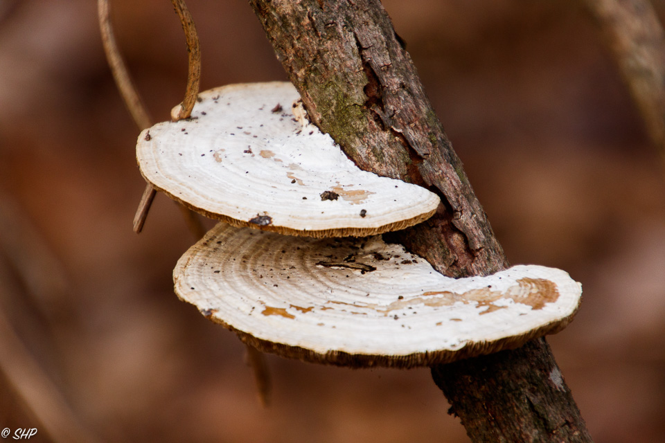 Mushrooms on Tree ©SHP 2018-0058.jpg