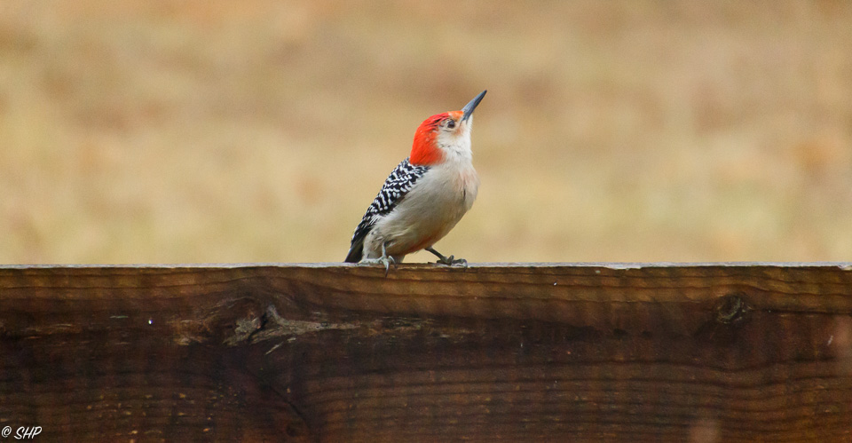 Red Bellied Woodpecker ©SHP 2018-0219.jpg