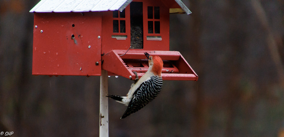 Red Bellied Woodpecker ©SHP 2018-0242.jpg