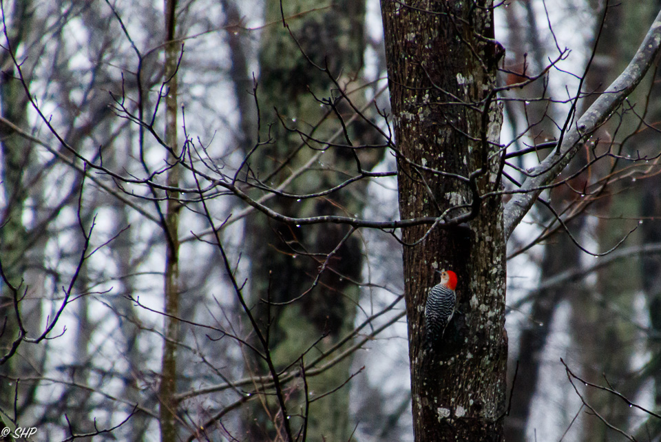 Red Bellied Woodpecker ©SHP 2018-0248.jpg