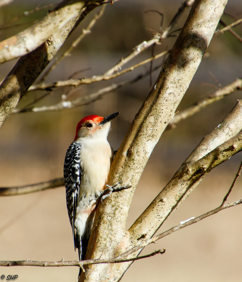 Woodpecker ©SHP 2018-0164.jpg