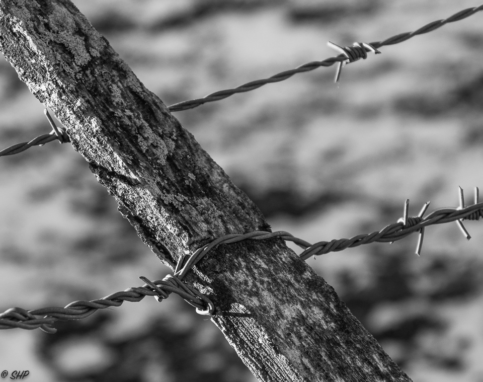 Barb Wire Fence ©SHP 2018-0046.jpg