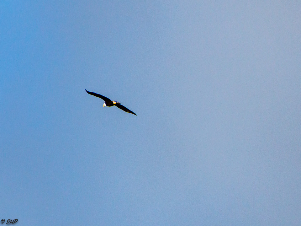 Eagle at Ecola State Park OR ©SHP 2018-0598.jpg