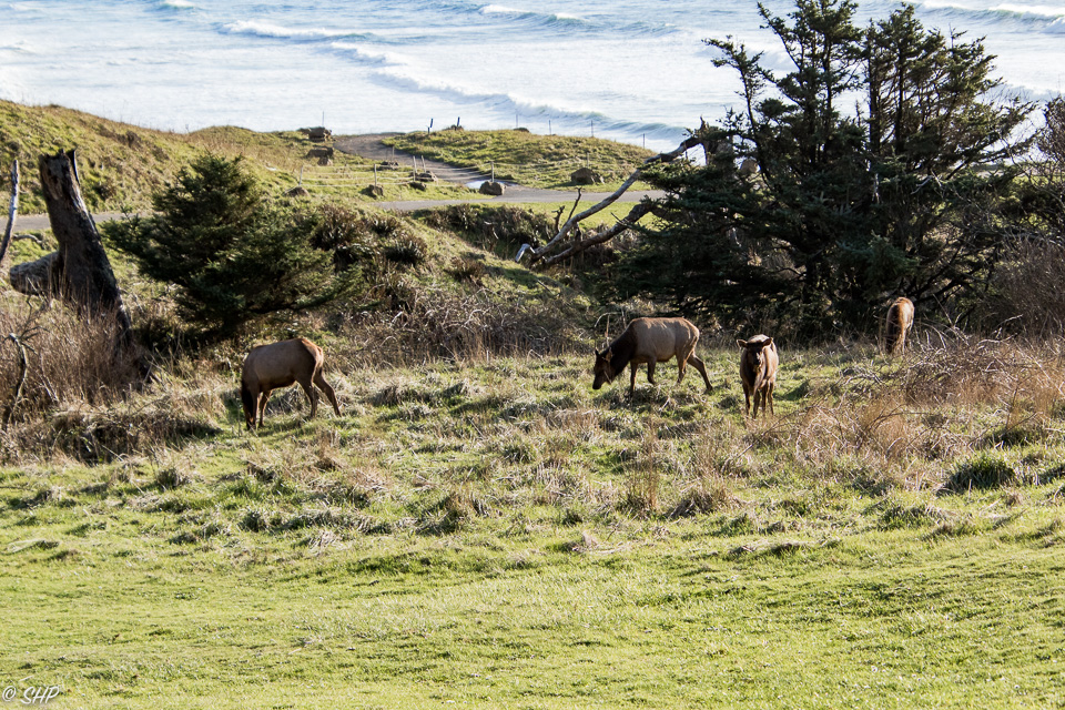 Elk at Ecola State Park OR ©SHP 2018-0571.jpg