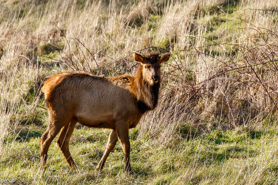 Elk at Ecola State Park OR ©SHP 2018-0576.jpg
