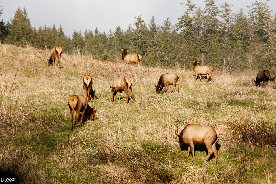 Elk at Ecola State Park OR ©SHP 2018-0621.jpg