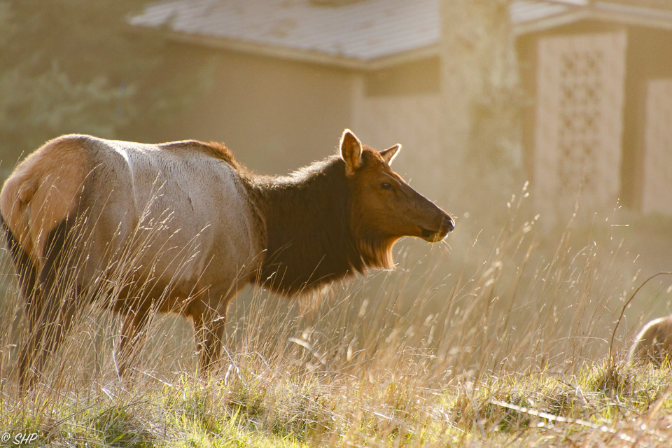 Elk at Ecola State Park OR ©SHP 2018-0628.jpg