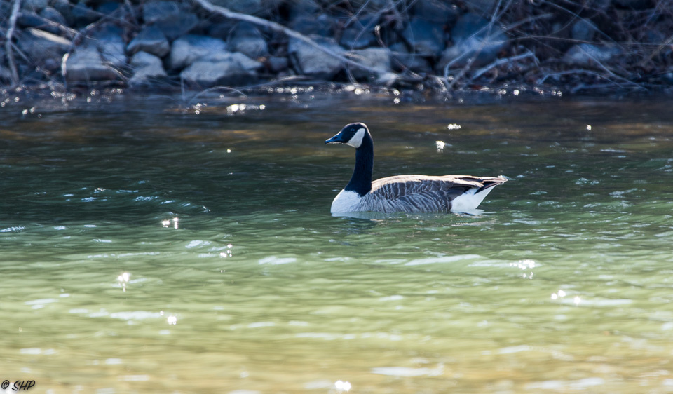 Goose on Lake Anna ©SHP 2018-0371.jpg