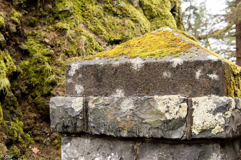 Moss in the Columbia River Gorge OR ©SHP 2018-0834.jpg