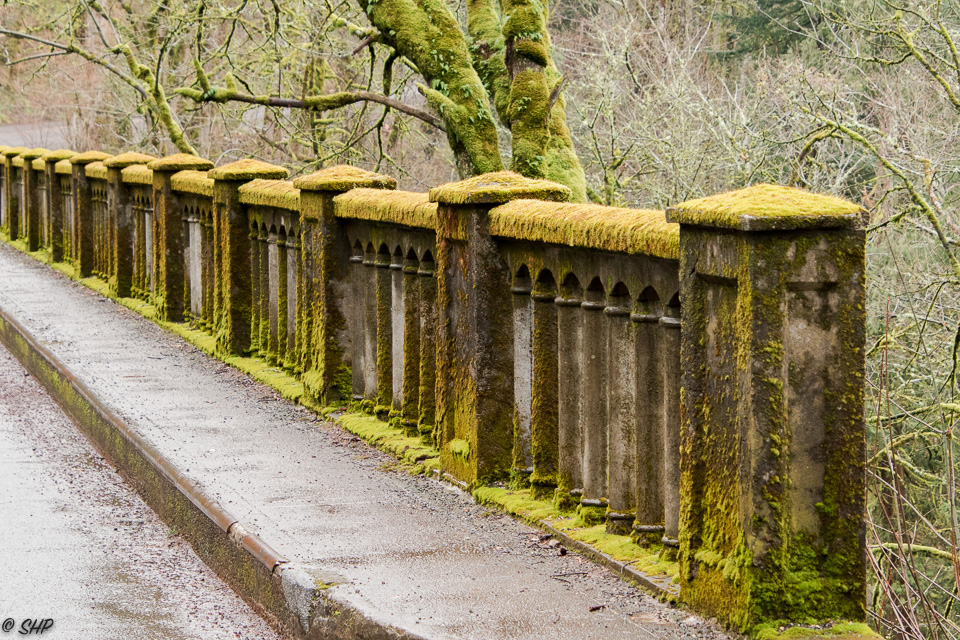 Moss in the Columbia River Gorge OR ©SHP 2018-0882.jpg