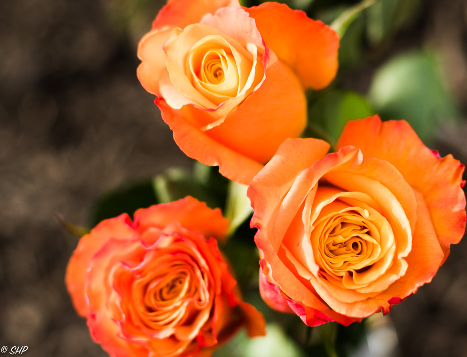 Orange Roses ©SHP 2018-0296.jpg