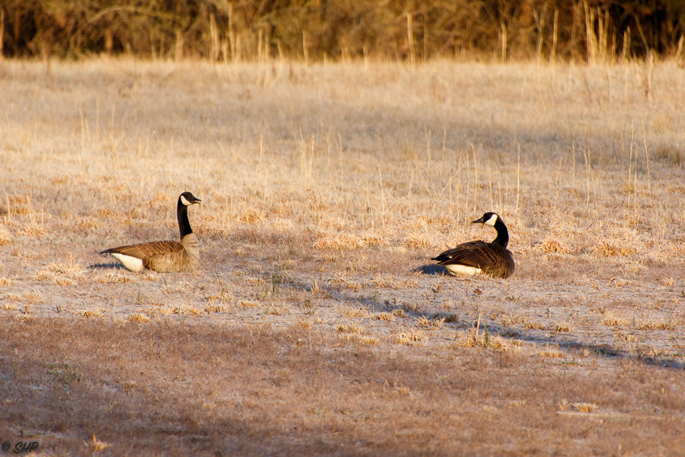 20-Geese in field ©SHP 2018-0147.jpg
