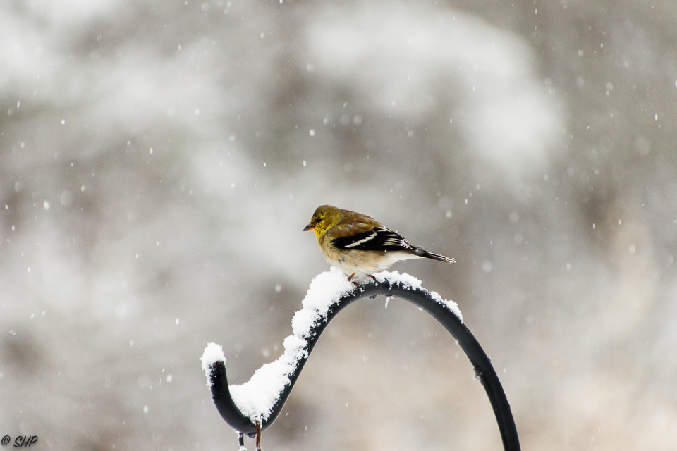 21-Finch in snow ©SHP 2018-0212.jpg