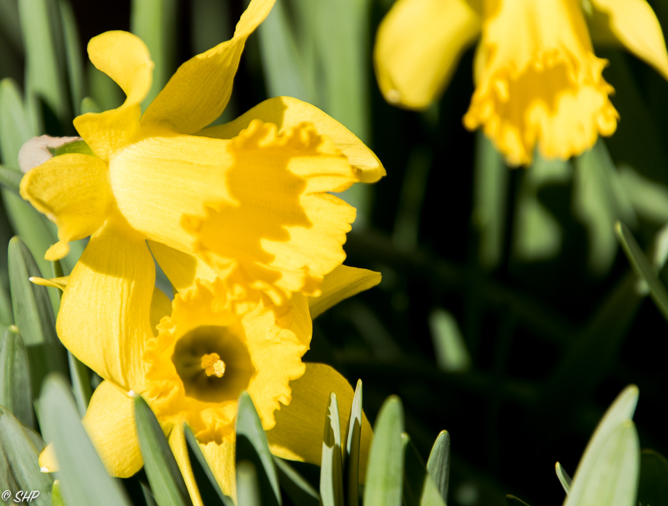 3-Daffodil ©SHP 2018-0929.jpg