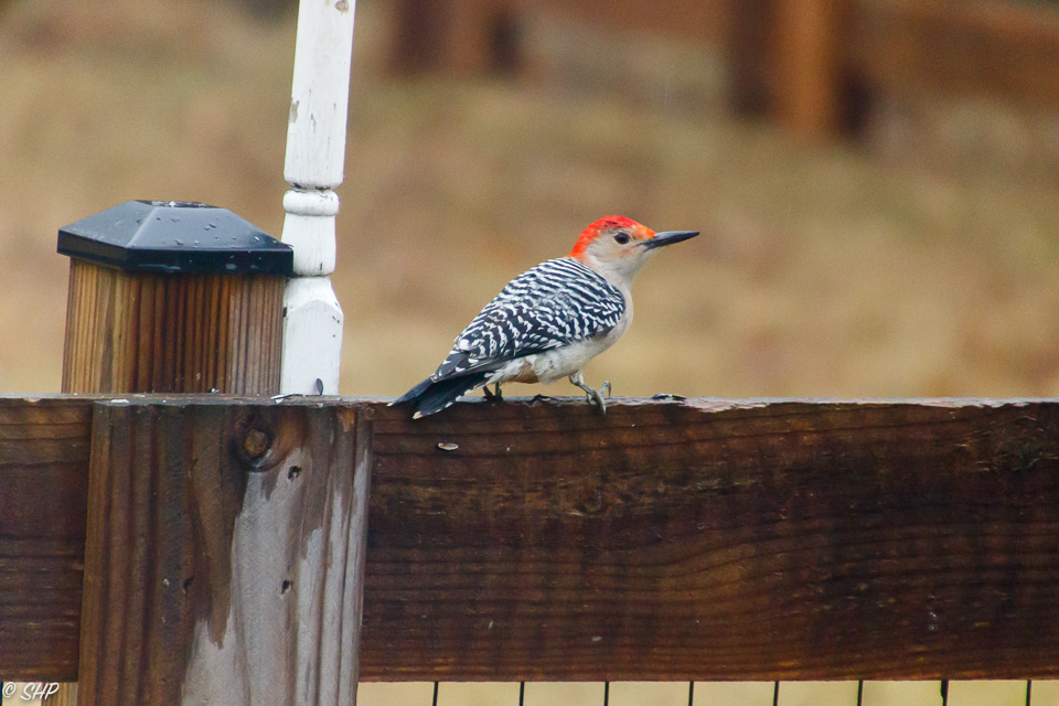 Red Bellied Woodpecker ©SHP 2018-0230.jpg
