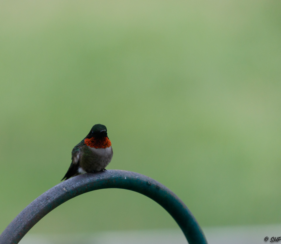 26-Hummingbird ©SHP 2018-0382.jpg