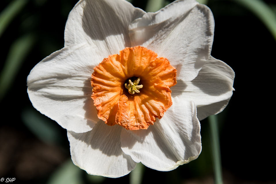 5-Daffodil ©SHP 2018-0012.jpg