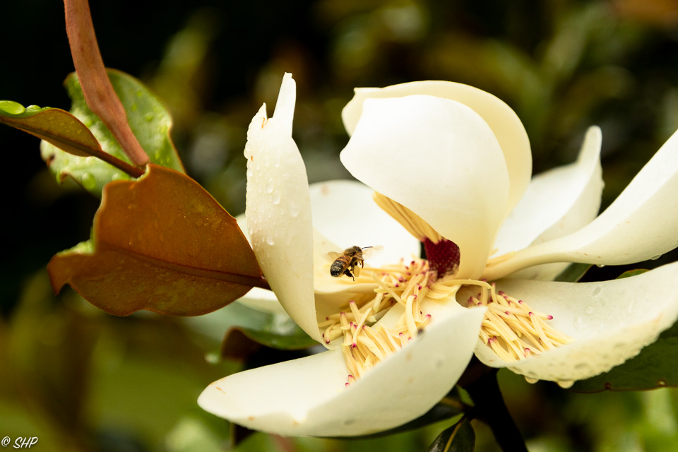 10-Magnolia and Bee ©SHP 2018-0345.jpg