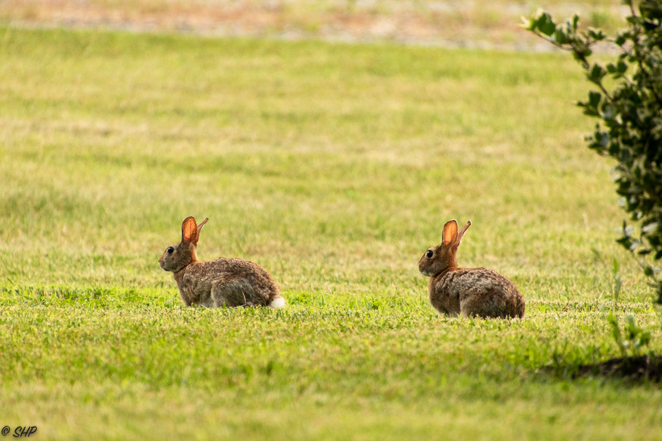 8-Rabbits ©SHP 2018-0270.jpg