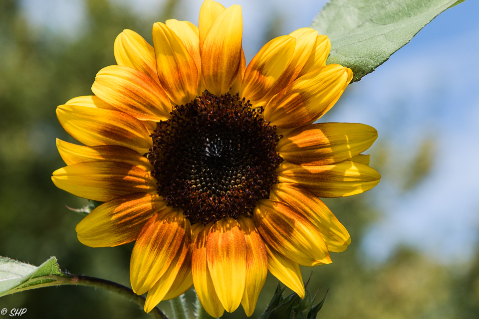 10-Sunflower ©SHP 2018-0526.jpg