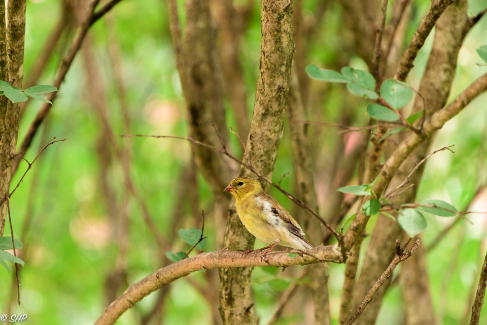 22-Female Yellow Finch ©SHP 2018-0001.jpg