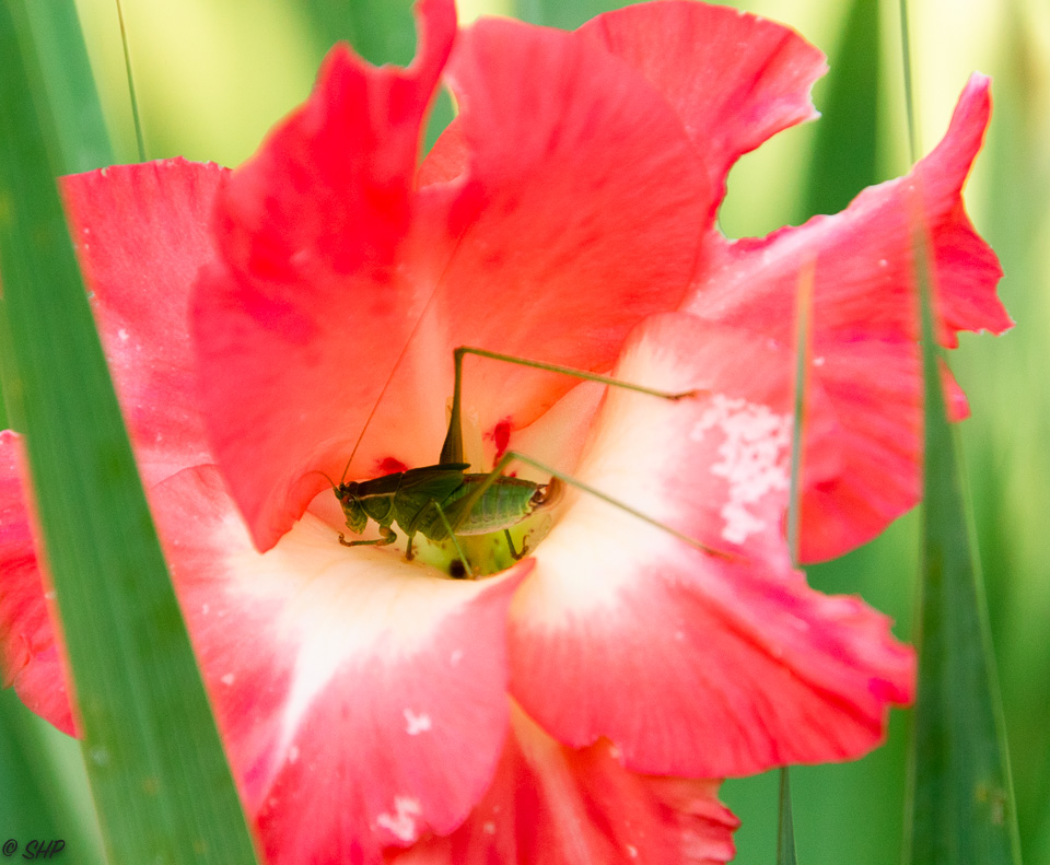 28-Grasshopper in Gladiola ©SHP 2018-0159.jpg
