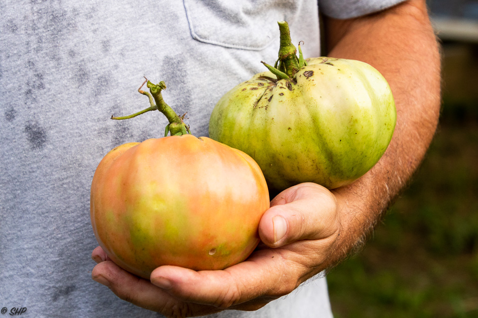 Giant Tomatoes ©SHP 2018-0450.jpg