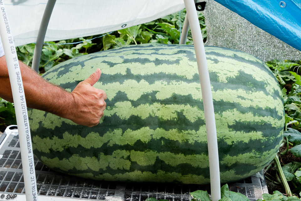 Giant Watermelon ©SHP 2018-0429.jpg