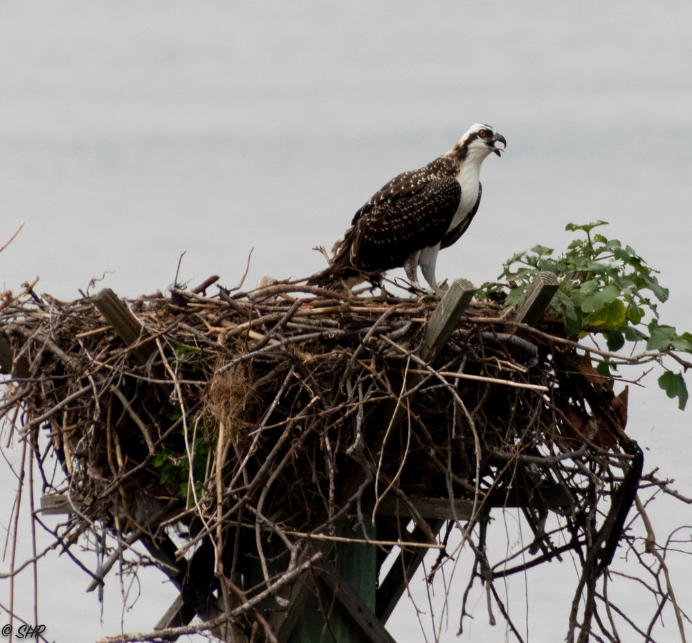 Osprey on Nest ©SHP 2018-0251.jpg