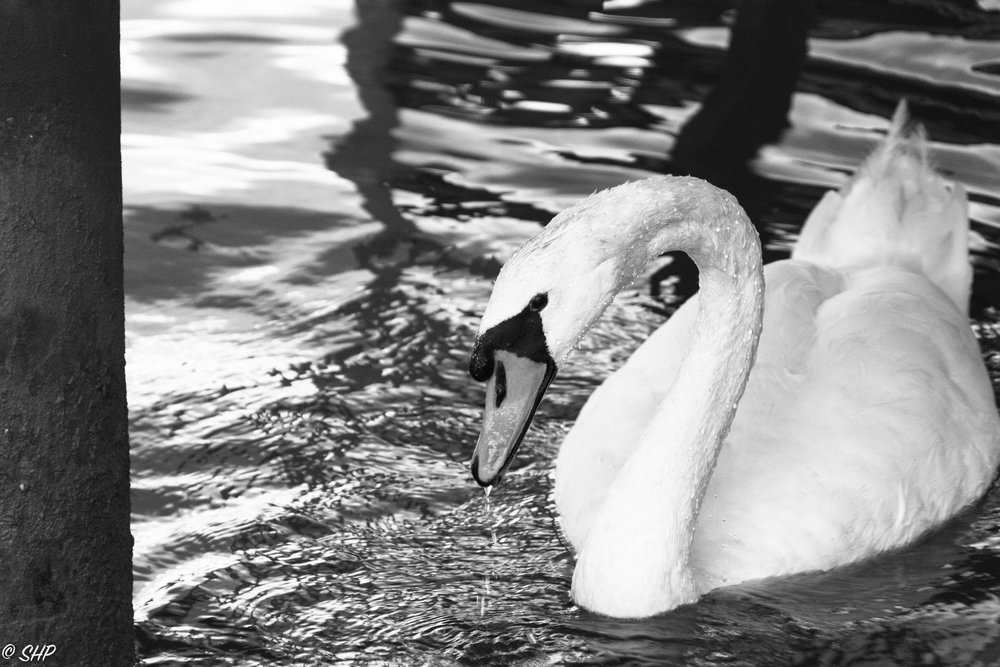 Swan in Mattox Creek ©SHP 2018-0315.jpg