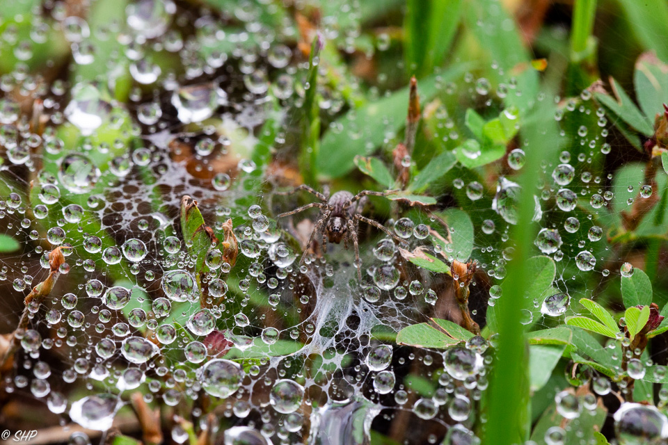 16-Spider on web with raindrops ©SHP 2018-0087.jpg