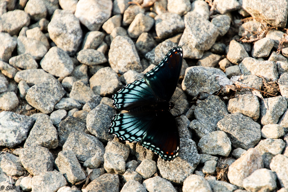 3-Swallowtail Butterfly ©SHP 2018-0417.jpg