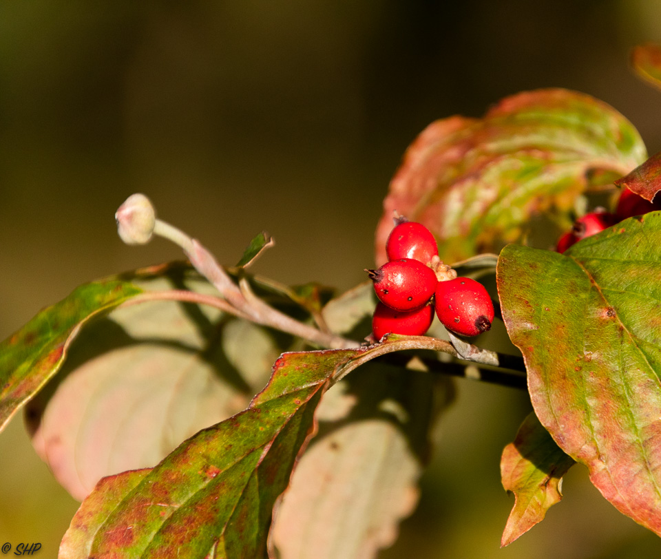 15-Dogwood Red Berries ©SHP 2018-0243.jpg