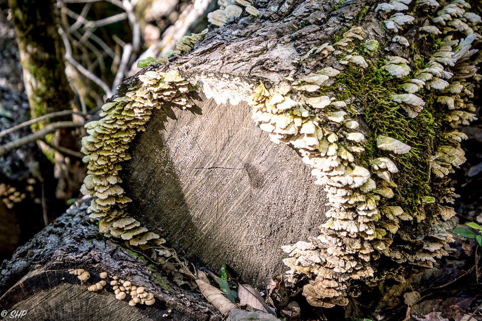 20-Tree stump Conasauga Falls trail TN ©SHP 2018-0446.jpg