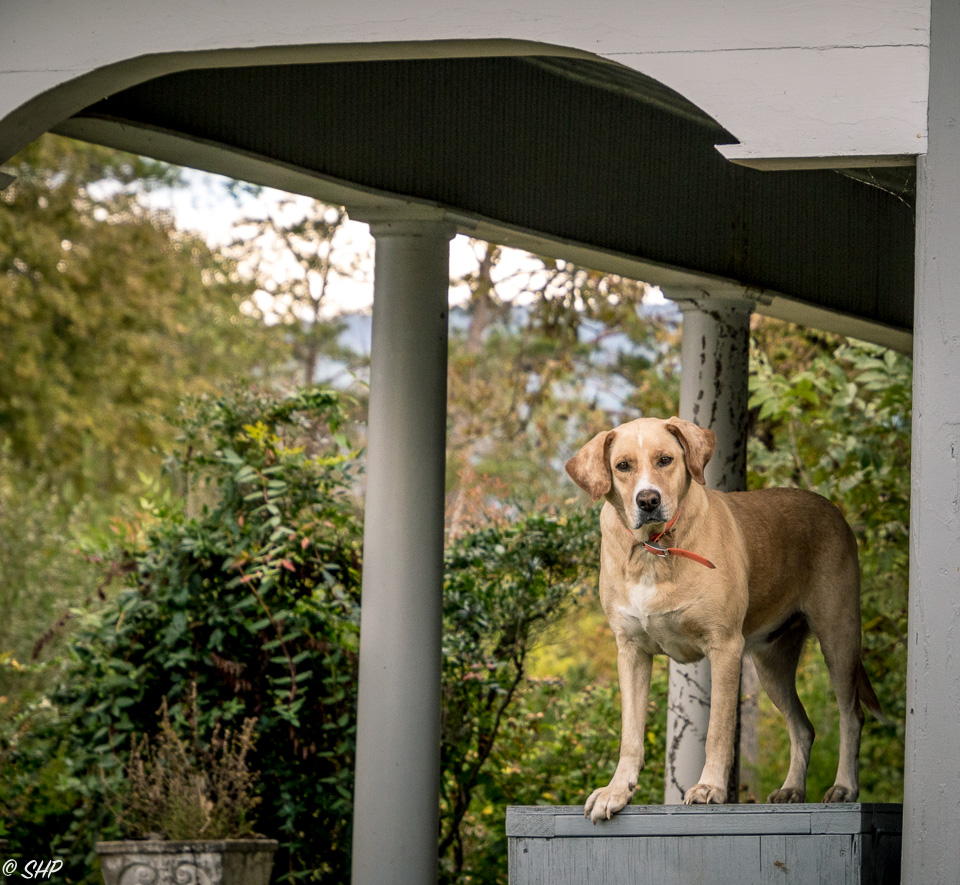 27-Dog on Porch TN ©SHP 2018-0332.jpg