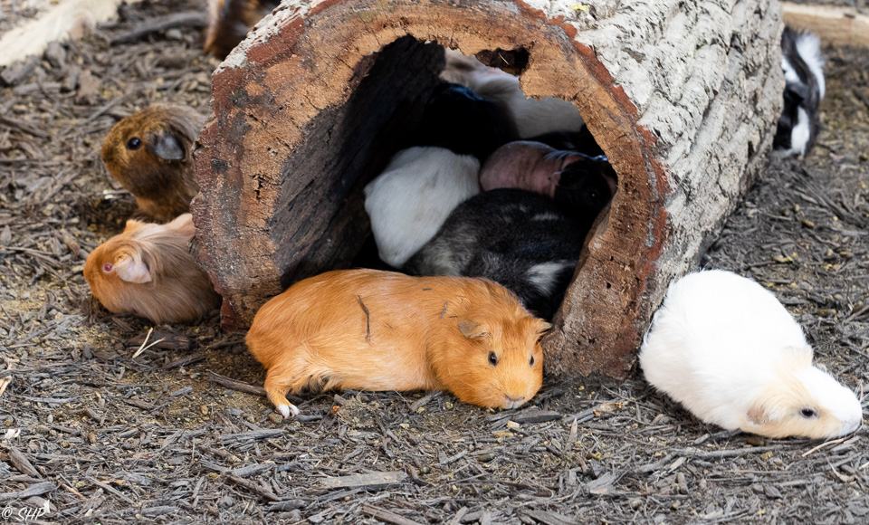 4-Hamsters VA State Fair ©SHP 2018-0084.jpg