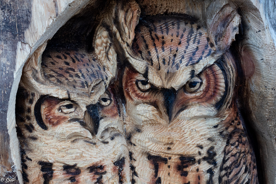 9-Wood Owls at VA State Fair ©SHP 2018-0126.jpg