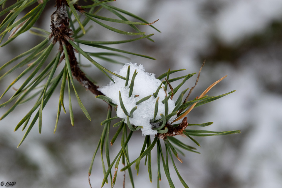 10-Snow in Pine Branch ©SHP 2018-0150.jpg