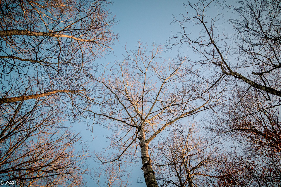 11-Look Up - Winter Trees ©SHP 2018-0228.jpg