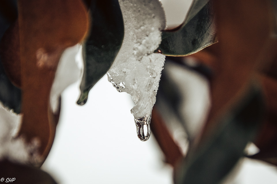 14-Icicle with drop ©SHP 2018-0241.jpg