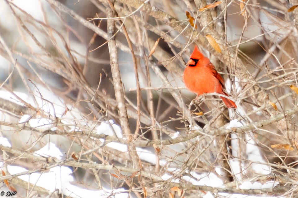 9-Cardinal in Snow ©SHP 2018-0166.jpg