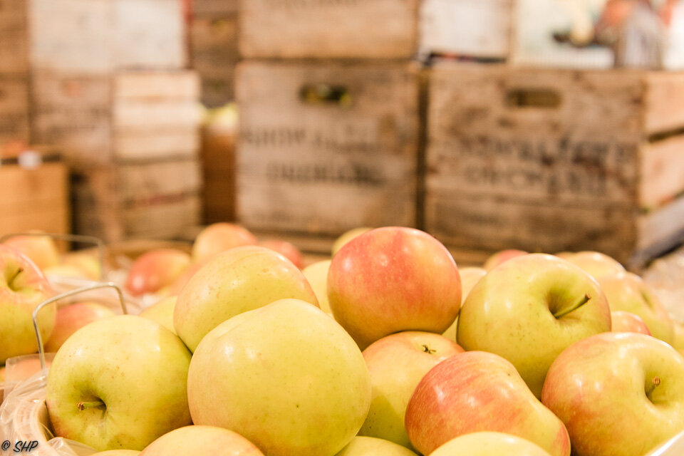 Apple Orchard Schowalter Farm ©SHP 2019-0038.jpg
