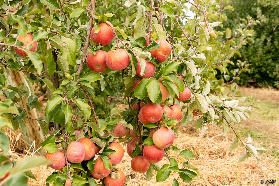Apple Orchard Schowalter Farm ©SHP 2019-0082.jpg