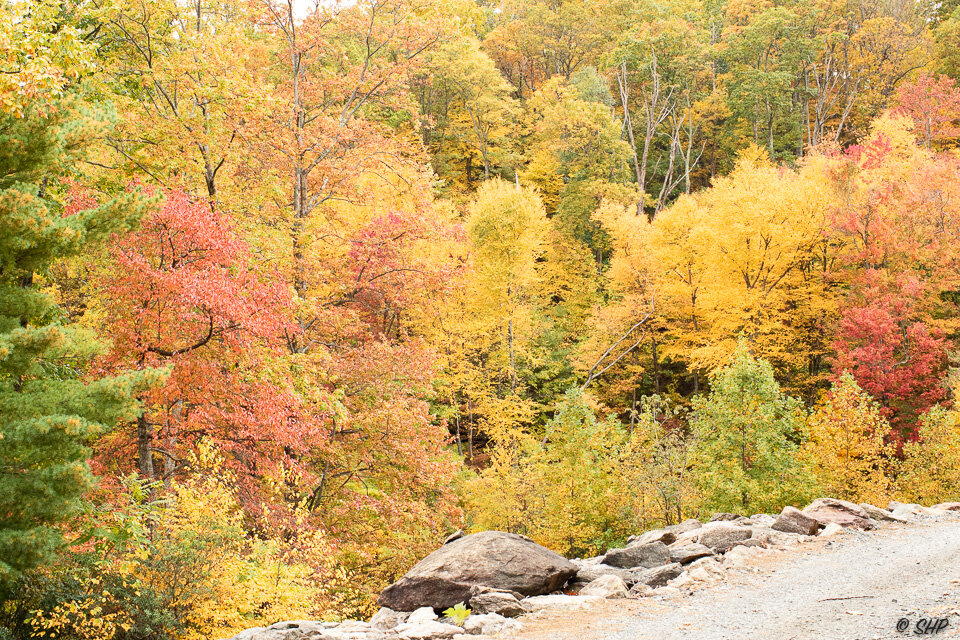 Fall in Virginia ©SHP 2019-0228.jpg