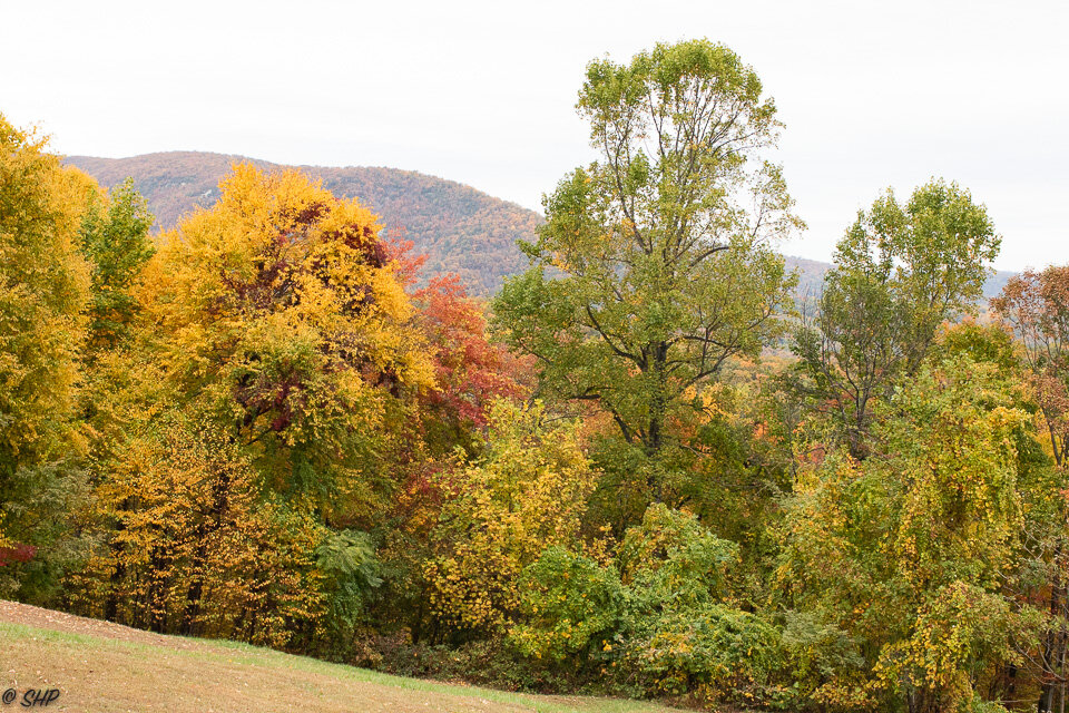 Fall in Virginia ©SHP 2019-0234.jpg
