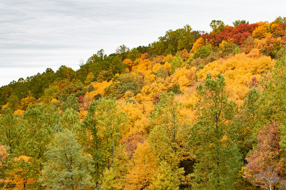 Fall in Virginia ©SHP 2019-0235.jpg