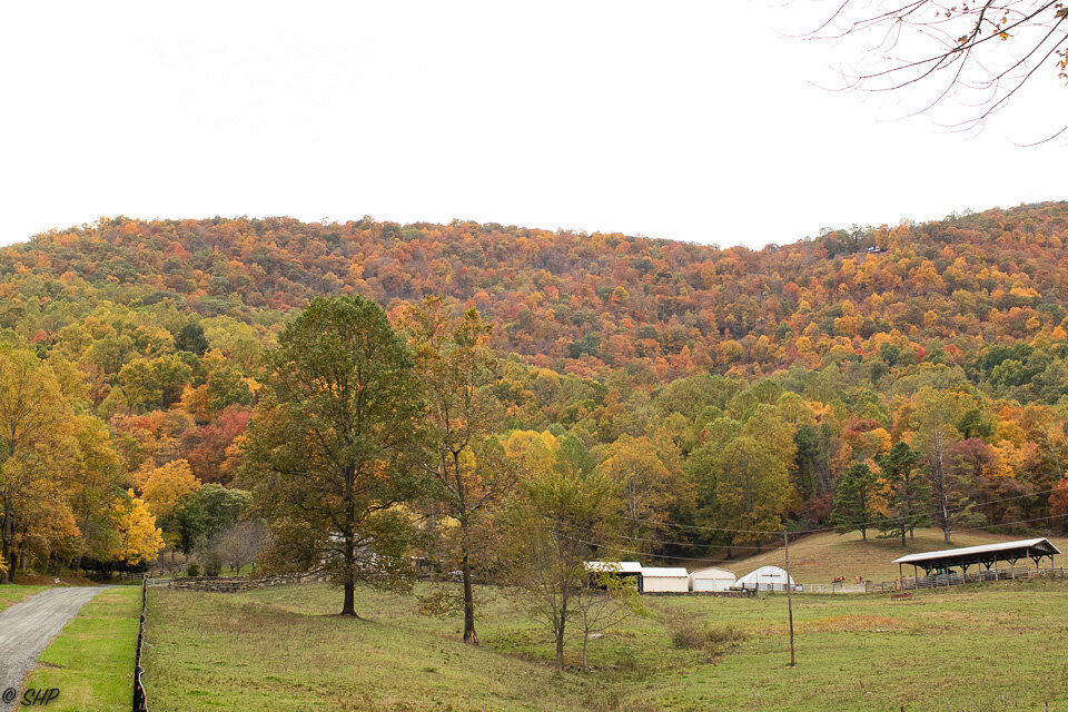 Fall in Virginia ©SHP 2019-0250.jpg